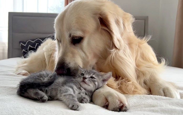 犬に甘える子猫