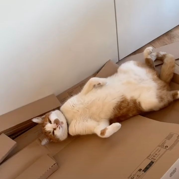 組み立て中にヘソ天しながら寝転ぶ猫、俺のベッドはIKEAの段ボール