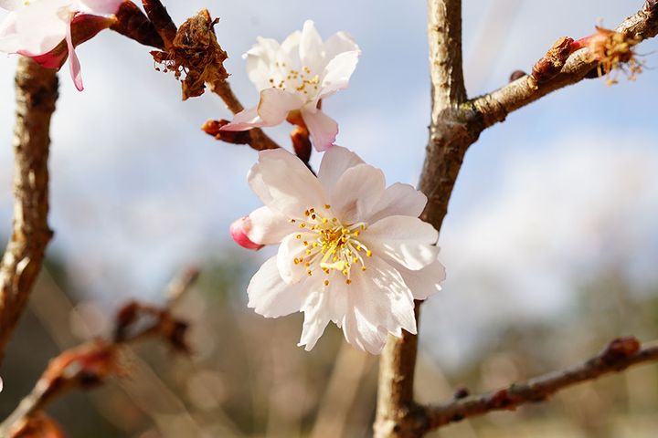 ジュウガツザクラ