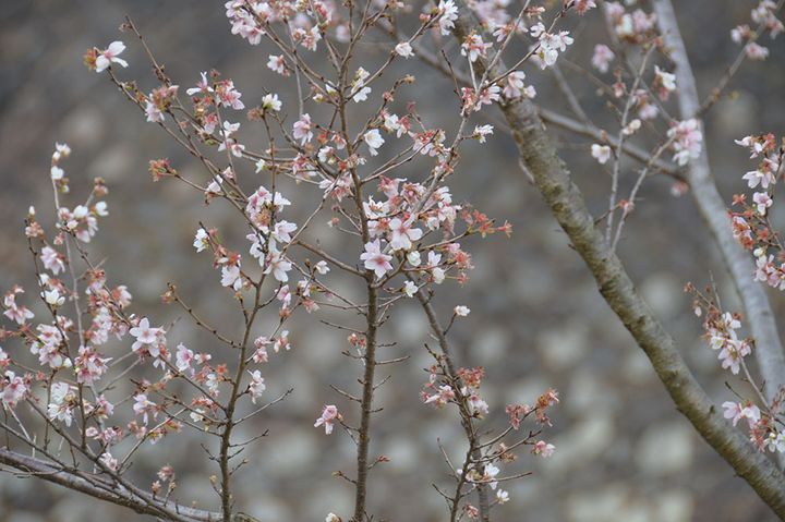 冬桜