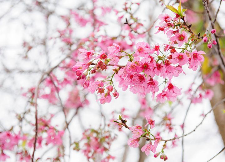 ヒマラヤザクラ