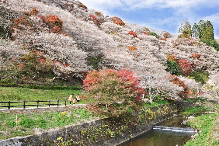 小原の四季桜