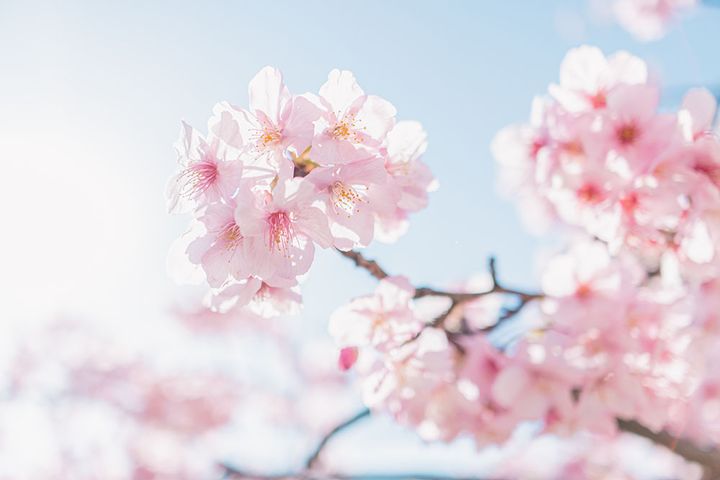 桜
