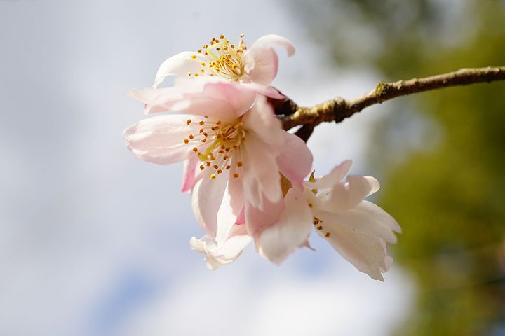 冬桜
