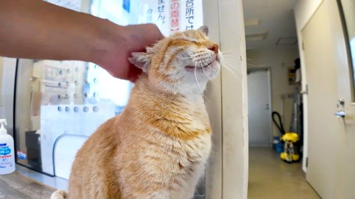 撫でられる猫