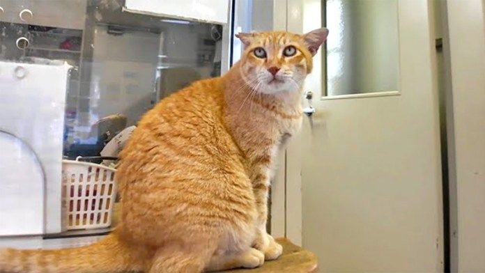 切符売り場の猫