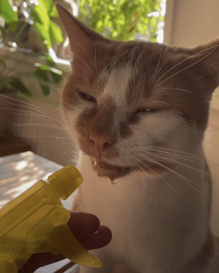 霧吹きで飲むと美味しくなる？ うっとりしながら水分補給する猫さん。