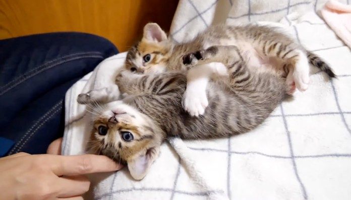 養育主さんと遊ぶ子猫達
