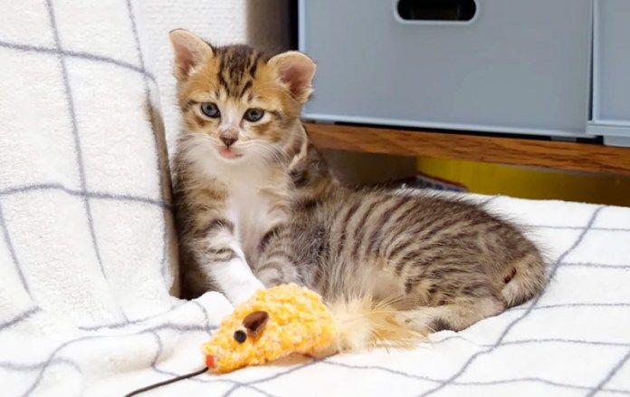 寝起きの子猫達