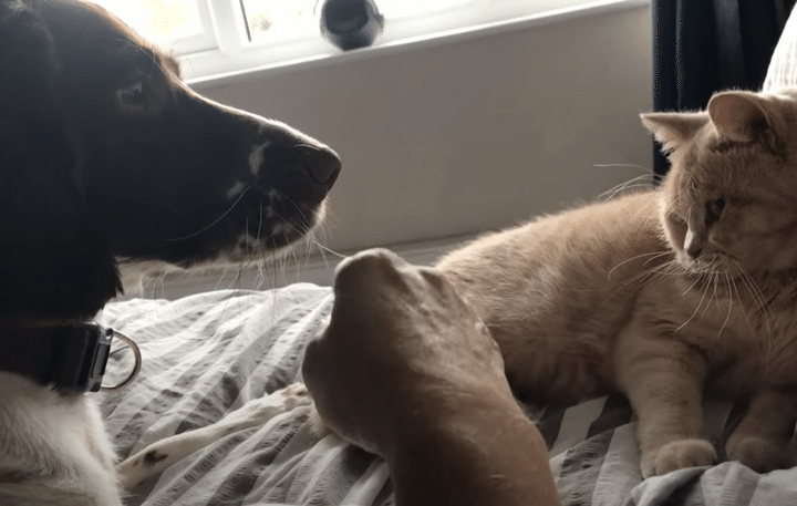 「猫に触っちゃダメ！」止めに入る犬さんの目的が可愛い。