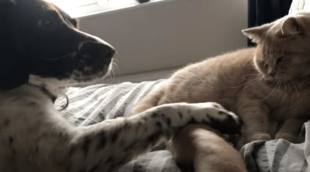 「猫に触っちゃダメ！」止めに入る犬さんの目的が可愛い。