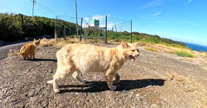 案内してくれる猫