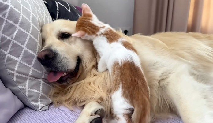 犬に寄り添う子猫