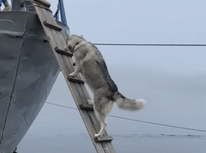 犬「置いていかないで！」 勇気を出して船に乗り込む！