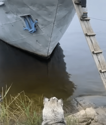 犬「置いていかないで！」 勇気を出して船に乗り込む！