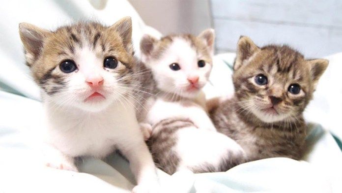 膝の上の子猫達