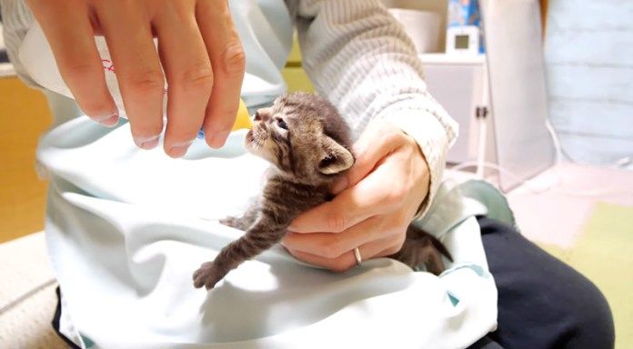 ミルクを飲む子猫