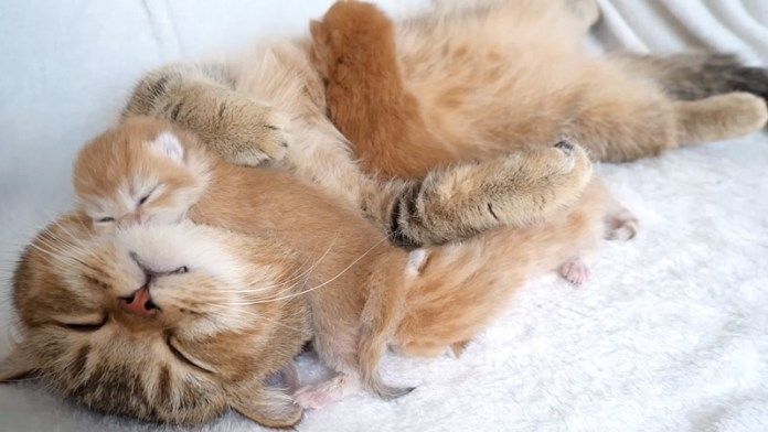 猫の親子のお昼寝タイム