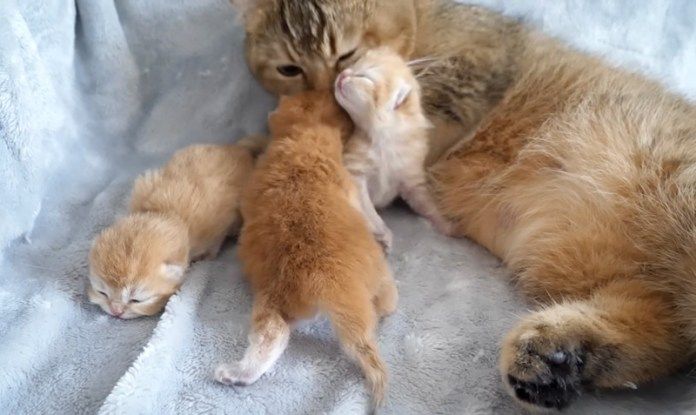 子猫達を世話する母猫