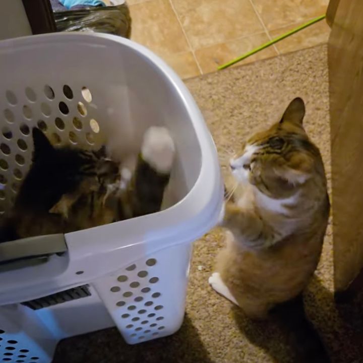 見えずとも阿吽の呼吸の猫と猫、爪で奏でるジャムセッション