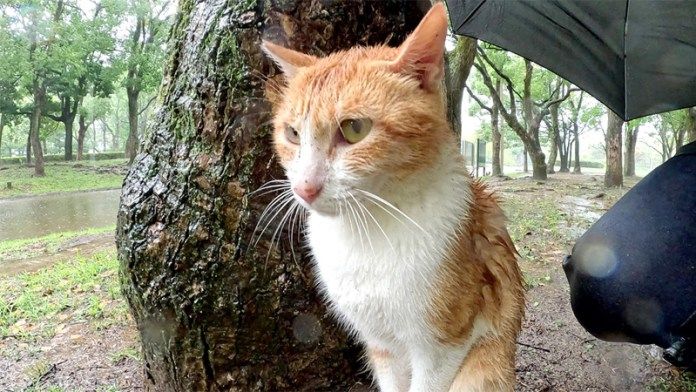雨宿りする猫