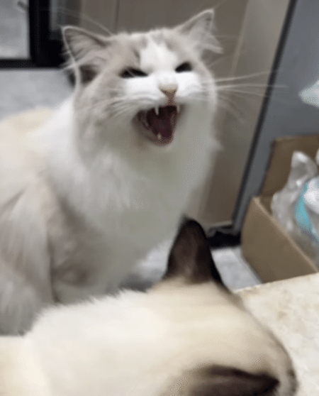 モフモフ猫のアピール「ゴハンの時間でしょー？」 鳴き声までも可愛い♡