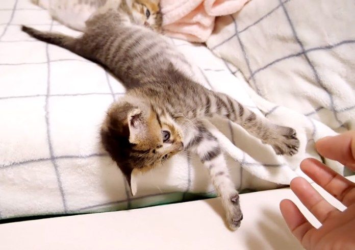 遊ぶ子猫