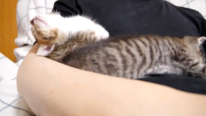 眠る子猫