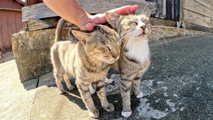 頭グリグリする猫達