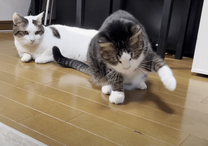 「虫ごときで大騒ぎするニャんて」 冷静な対応を見せる猫さんたち。