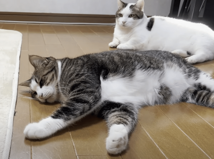 「虫ごときで大騒ぎするニャんて」 冷静な対応を見せる猫さんたち。