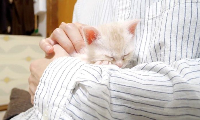 抱っこされながら眠る子猫