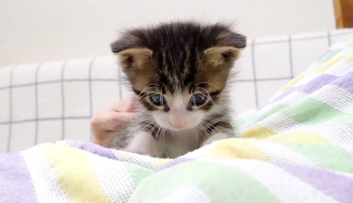 膝の上で遊ぶ子猫