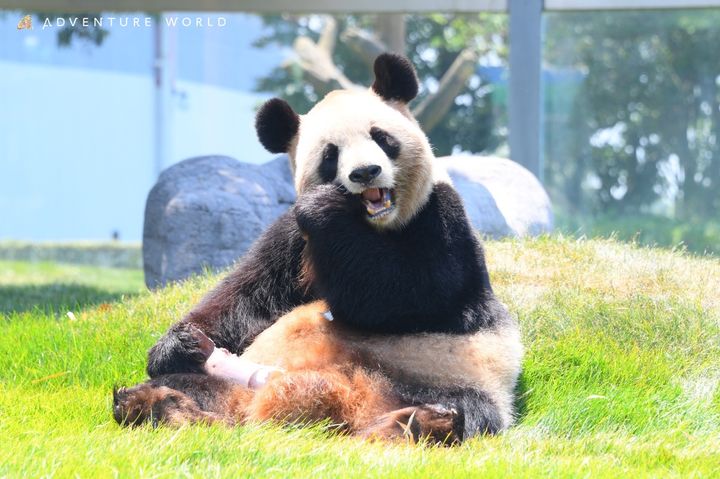 【良浜（らうひん）】メス、2000年9月6日、アドベンチャーワールド生まれ