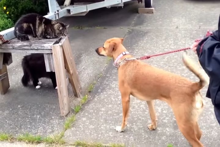 出典：Kat＆Shack