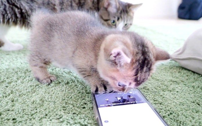 スマホが気になる子猫