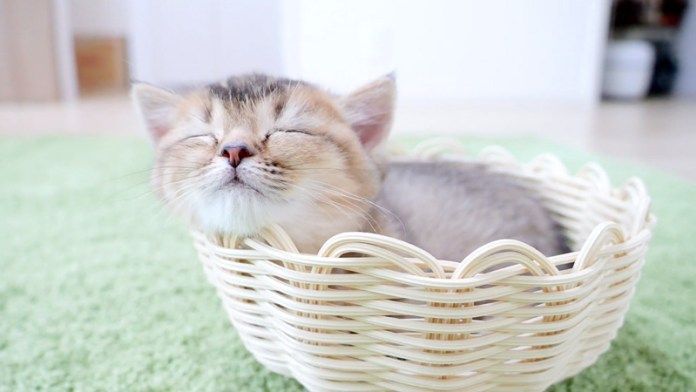 カゴの中の子猫