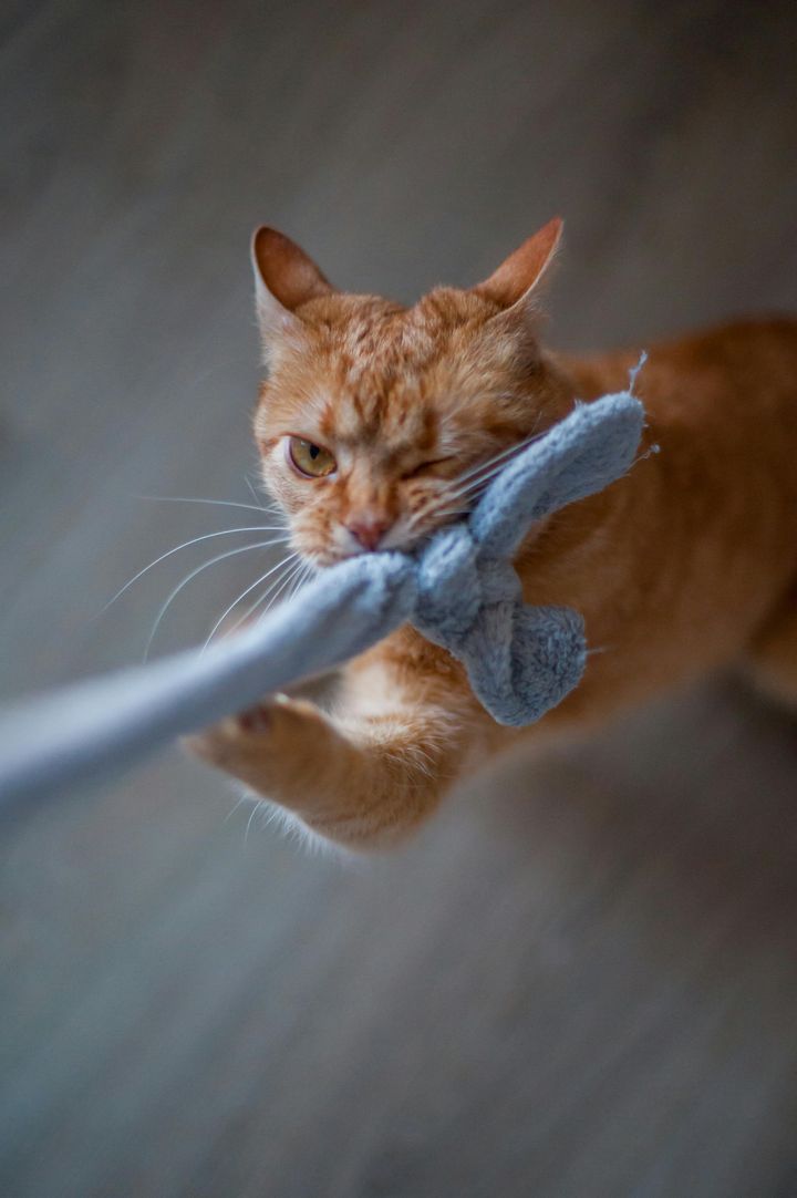 本日の美人猫vol.598