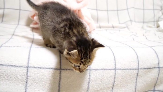 5cmの高さにビビる子猫