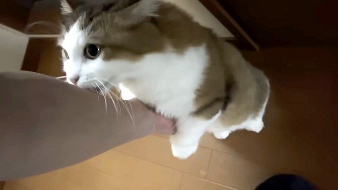 立ち上がる猫