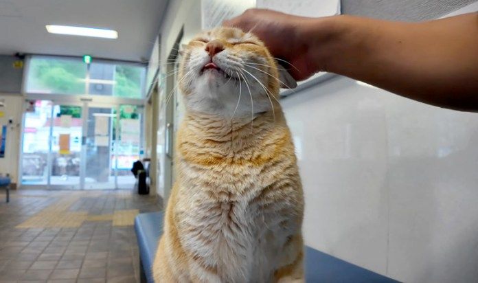 撫でられる猫