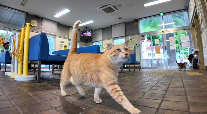 切符売り場の猫