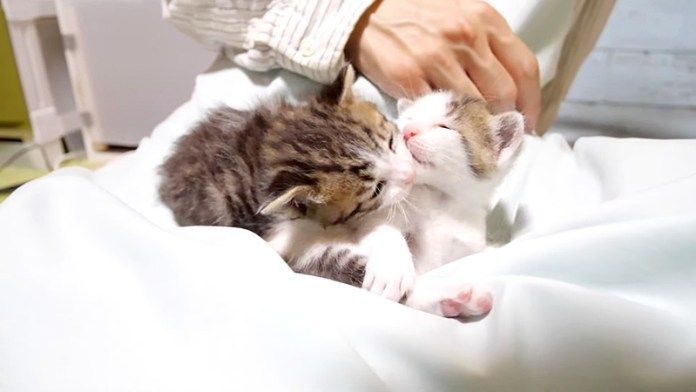 膝の上の子猫達