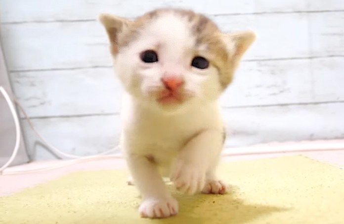 部屋の中を歩き回る子猫
