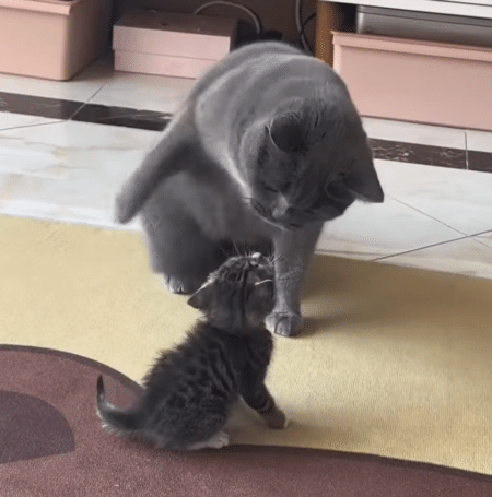 可愛さに負けた。 子猫に怒れない大きな猫さん。