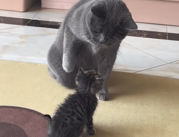 可愛さに負けた。 子猫に怒れない大きな猫さん。