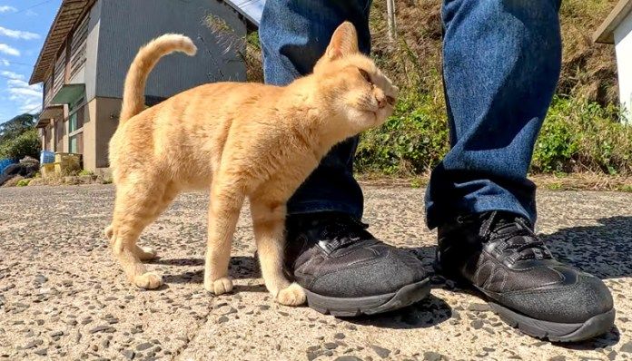 スリスリする猫