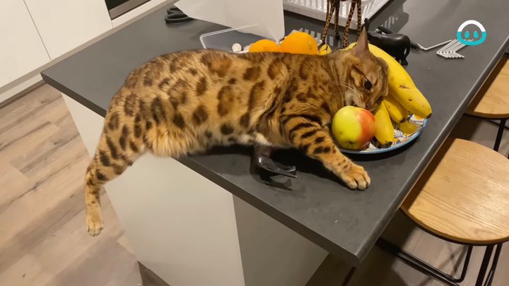 私もフルーツになるのとスリスリする猫、一緒にお皿に盛られんとする