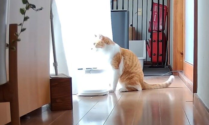 お母さんを待つ猫