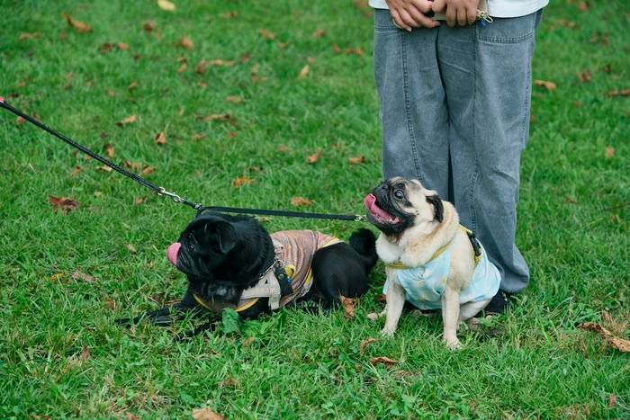 カングーキャンプ会場にいた犬